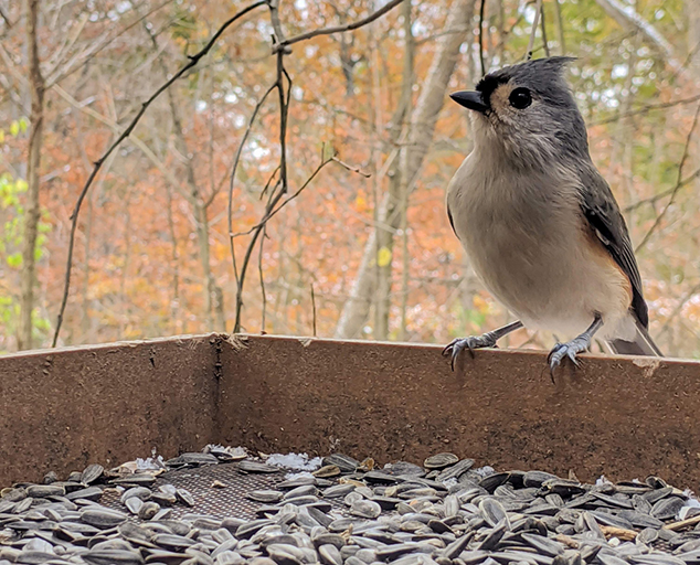 Why Aren't Birds Visiting my Feeders? Lake Metroparks